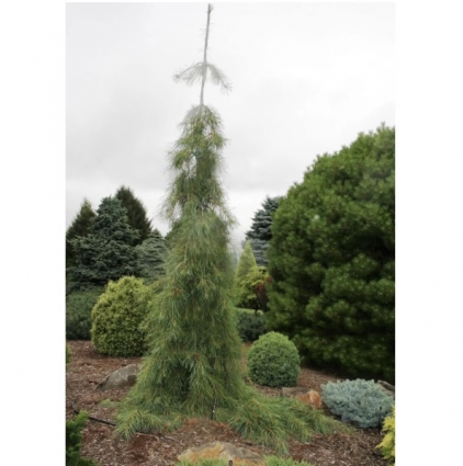 Angel Falls White Pine 6-7G