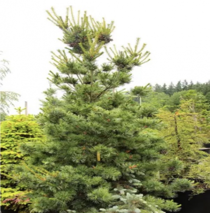 Cleary Pine 5'