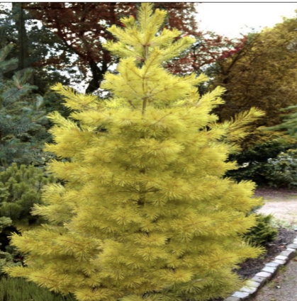 Louie White Pine 6-7G