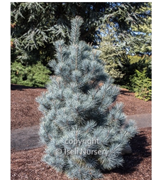 Pacific Blue Pine 6-7G