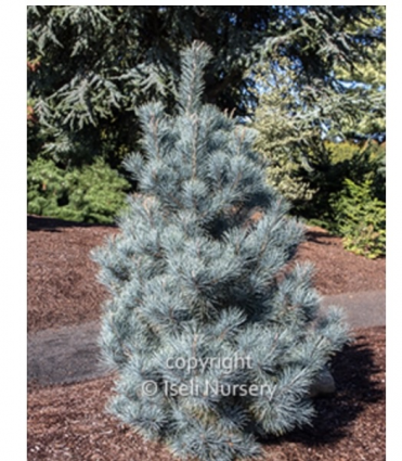 Pacific Blue Pine 6-7G