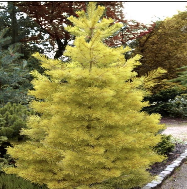 PINE UPRIGHT