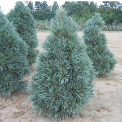Vanderwolf�s Pine 5'
