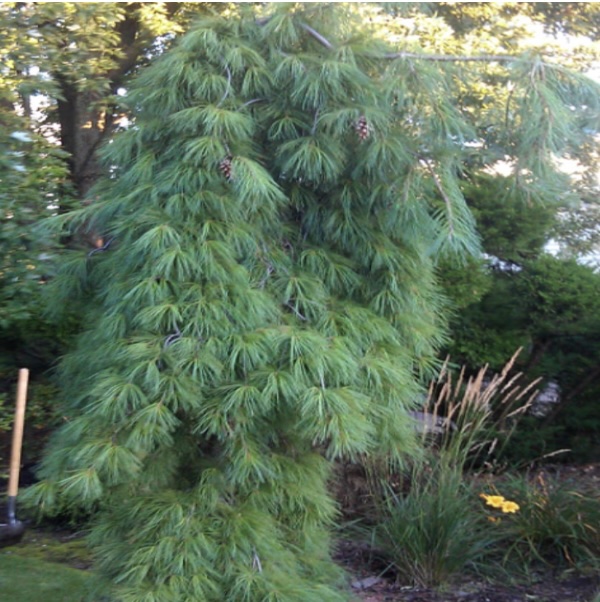 Angel Falls Pine 4'
