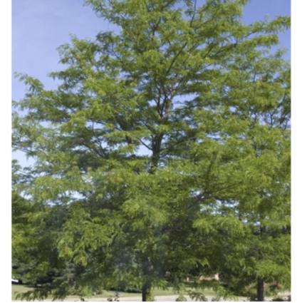 Shademaster Honeylocust 15G