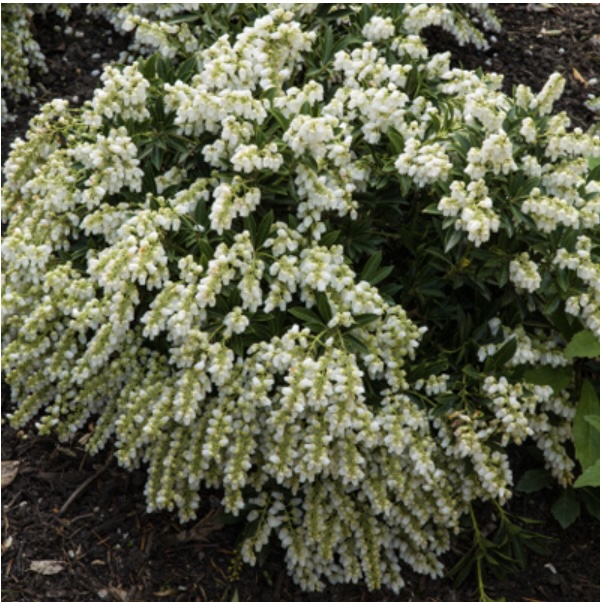 Cavatine Pieris 3-5G