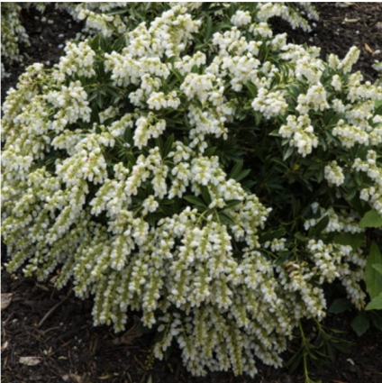 Cavatine Pieris 3-5G