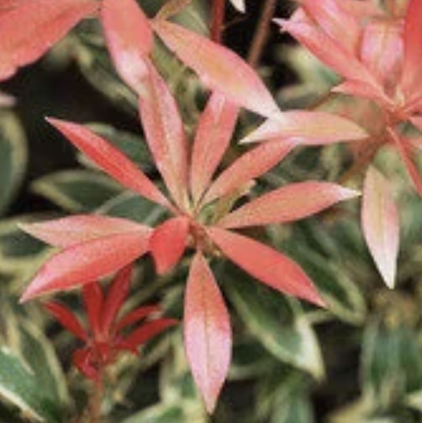 PIERIS, JAPONICA FIRE N ICE  5 G
