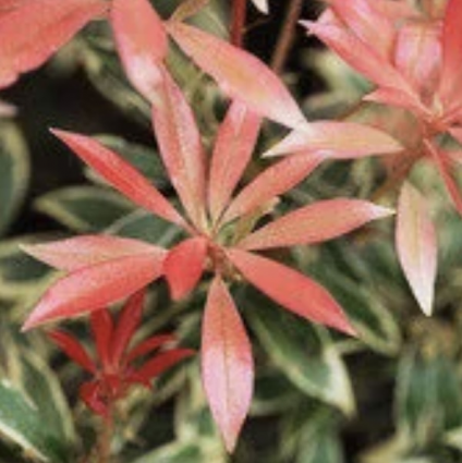 Fire N Ice Pieris 5G