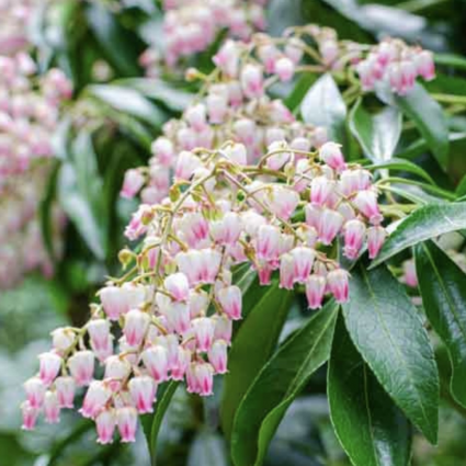 Valley Rose Pieris 3-5G