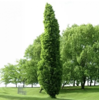 Kindred Spirit Oak Tree 7G