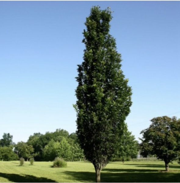 Regal Prince Oak 15G