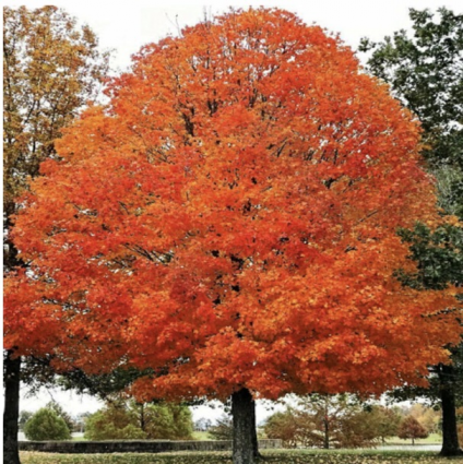 Legacy Sugar Maple 2"