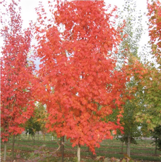 Autumn Fest Maple 2"