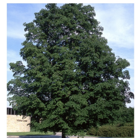 Green Mountain Sugar Maple 15G