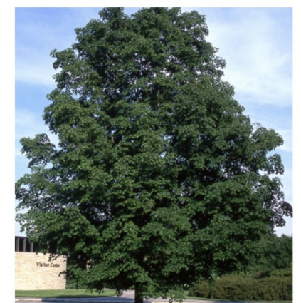 Green Mountain Sugar Maple 2"