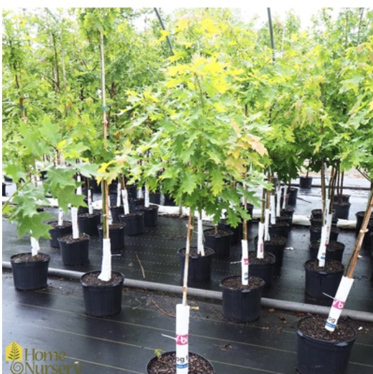 Red Oak 7G