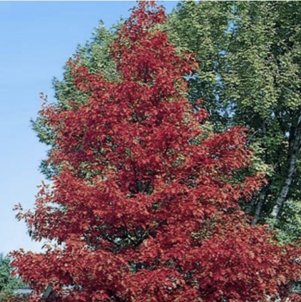 Northern Red Oak 15G