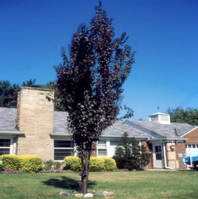 Crimson Pointe Plum 7G