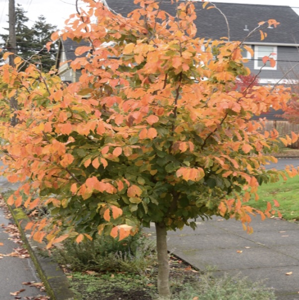 Persian Parrotia 2"