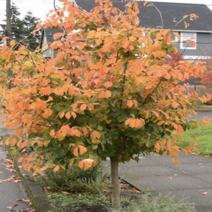 Persian Parrotia 2"