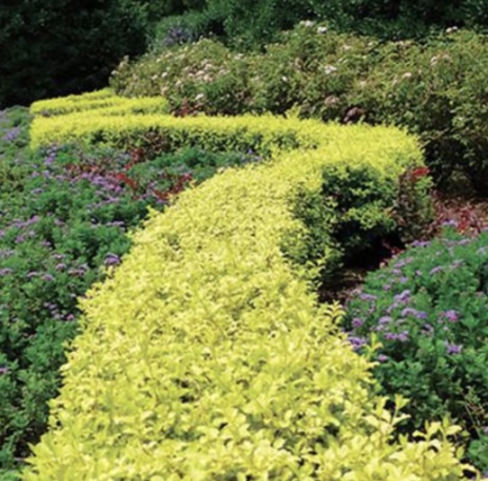 Ligustrum 'Sunshine' Privet 7G