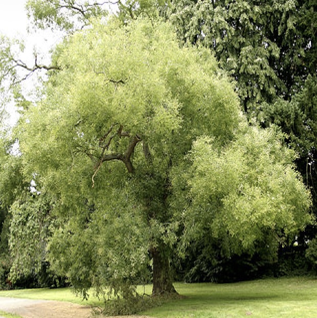 Japanese Pagoda Tree 10G