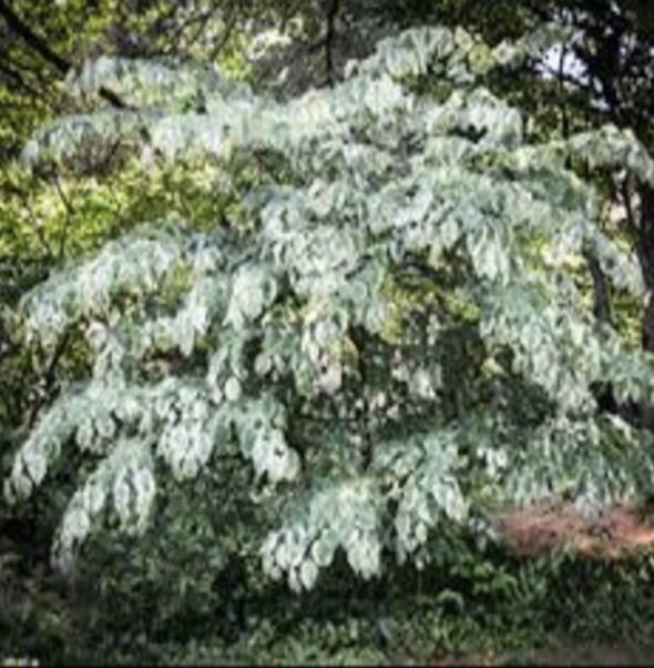 Alley Cat Redbud 15G