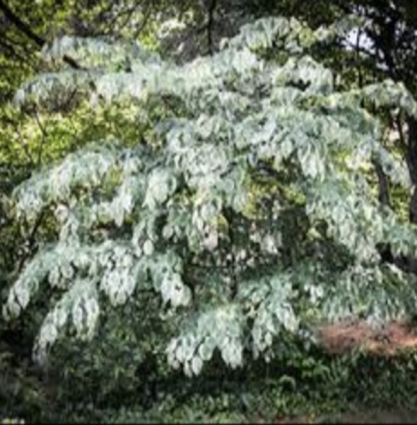 Alley Cat Redbud 15G