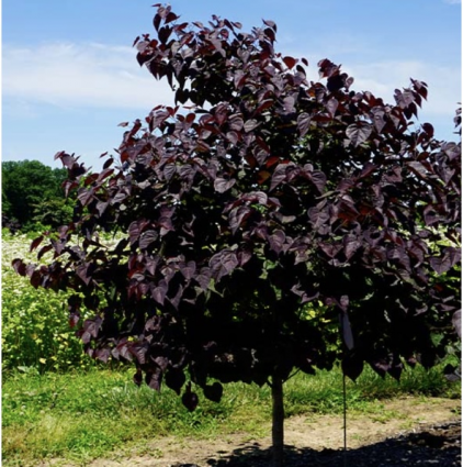 Garden Gems Amethyst Redbud 10G