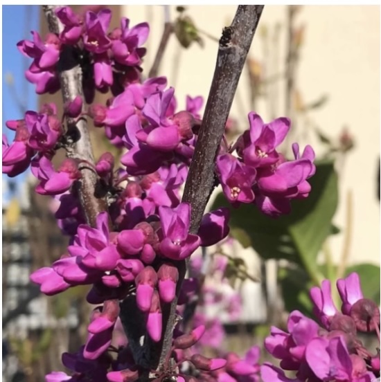 Oklahoma Sparkler Redbud 15G