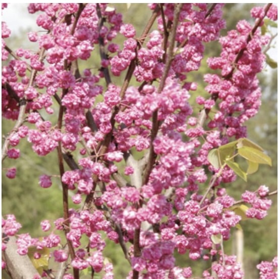 Pink Pom Poms Redbud 7G