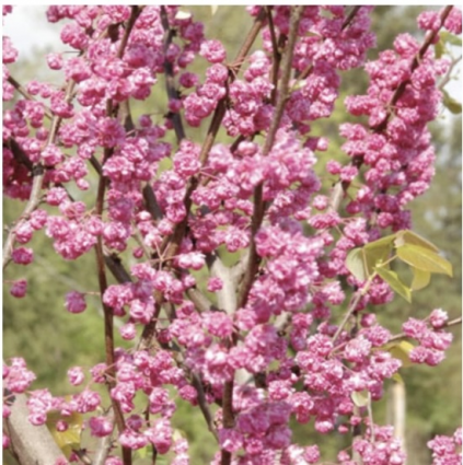 Pink Pom Poms Redbud 7G