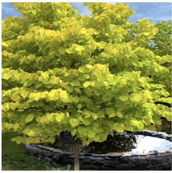 Rise N Shine Redbud 7G