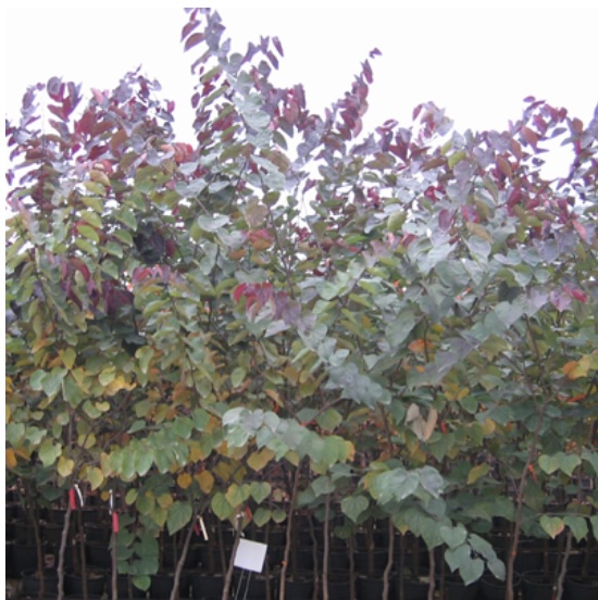 Burgundy Hearts Redbud 15G