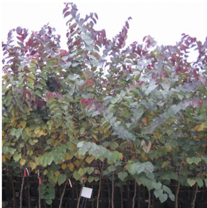 Burgundy Hearts Redbud 15G