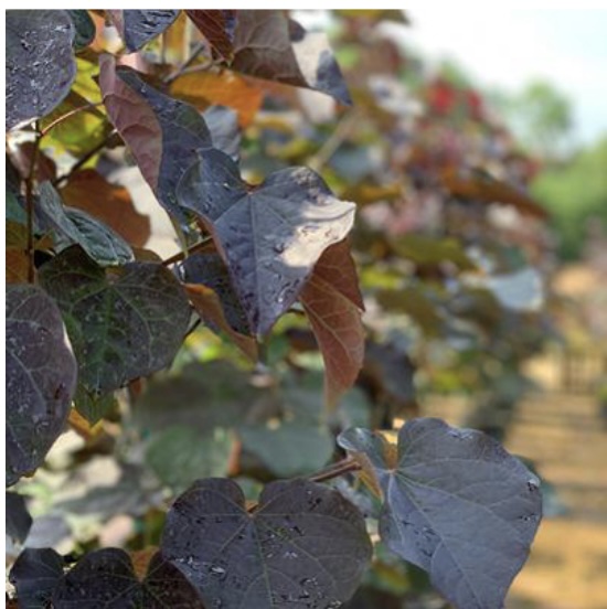 Black Pearl Redbud 15G