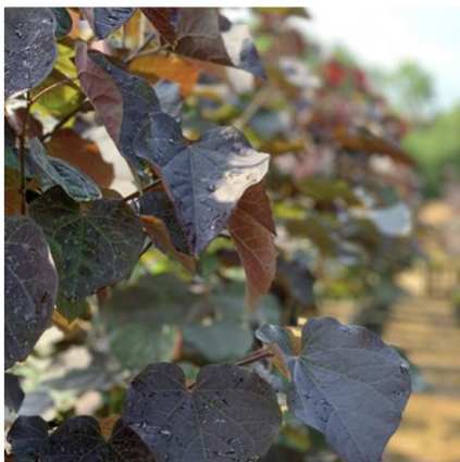 Black Pearl Redbud 15G