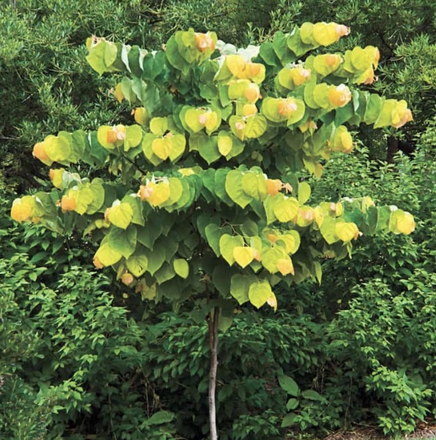 Rising Sun Redbud 25G