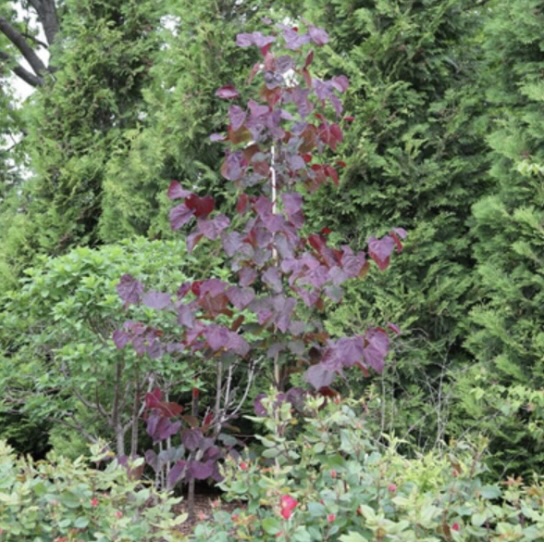 Midnight Express Redbud 10G