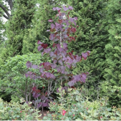 Midnight Express Redbud 10G