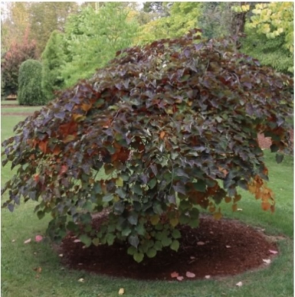 Ruby Falls Redbud 7G