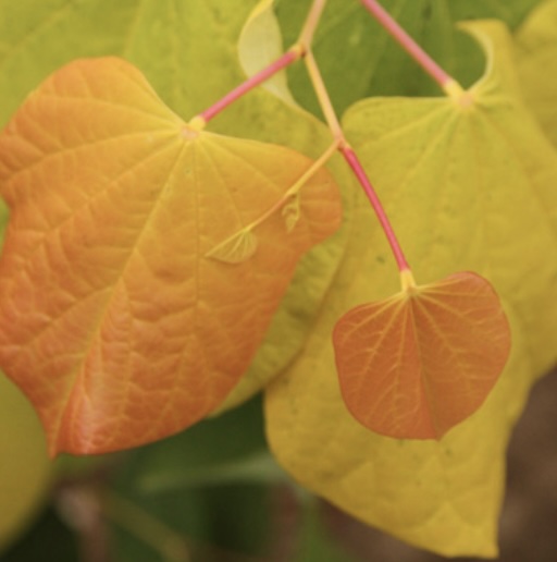 Rising Sun Redbud 15G