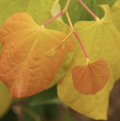 Rising Sun Redbud 15G