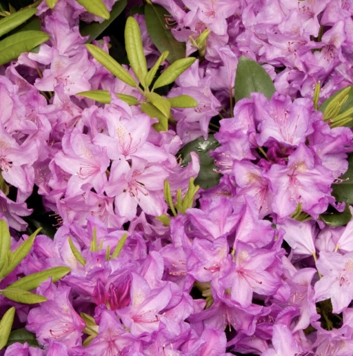 Cat Boursalt Rhododendron 18"