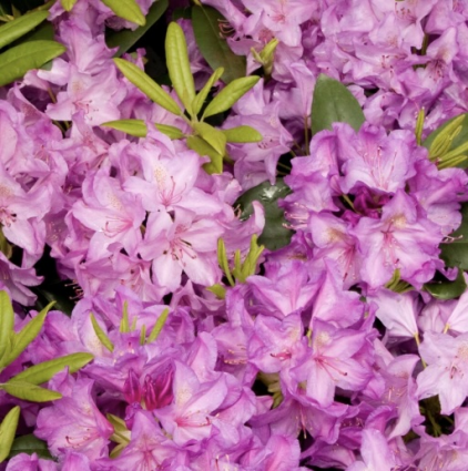 Cat Boursalt Rhododendron 18"