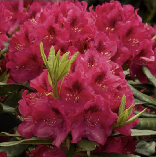 Nova Zembla Rhododendron 3-5G