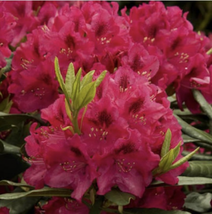 Nova Zembla Rhododendron 3-5G