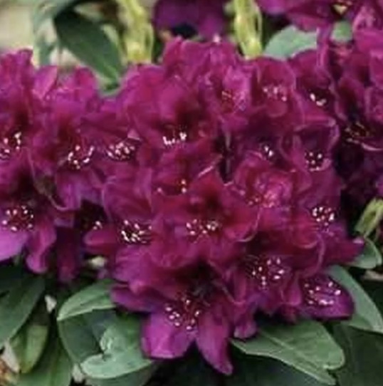 Polarnacht Rhododendron 18"