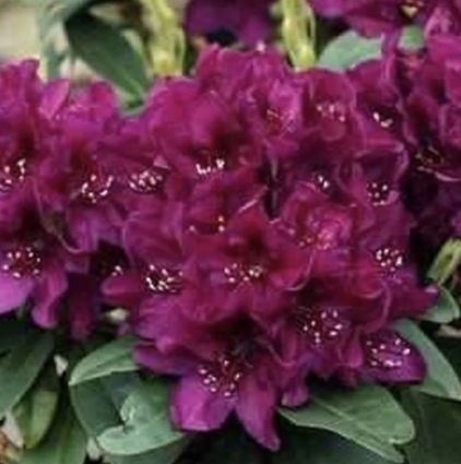 Polarnacht Rhododendron 18"